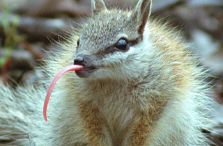 Illustration for article titled Marsupial Monday - The Numbat